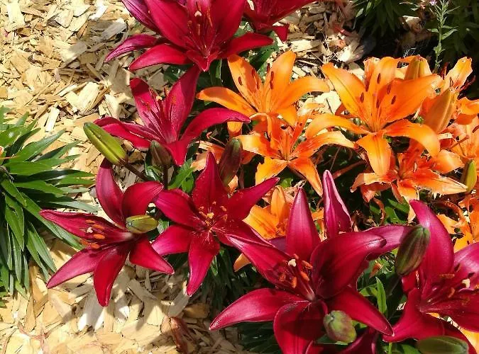 Haus Kristall ألباخ